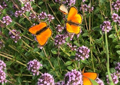 Beauté de la nature, papillons