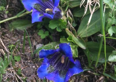 Fleurs bleu éléctrique en ballade