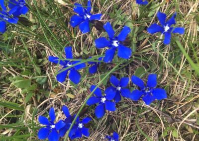 Fleurs en ballade
