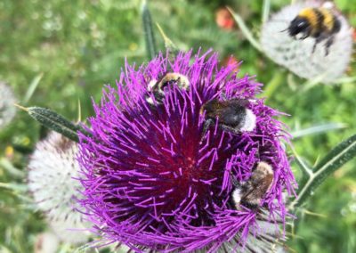 Les abeilles butinent en ballade