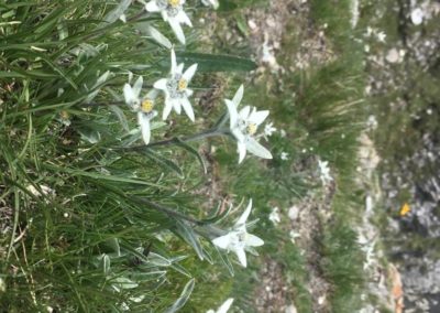 Les edelweiss sur le sentier des 2000 en dessus du barrage de Moiry