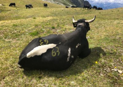 Vache d'Hérens