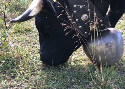 Vache d'Hérens