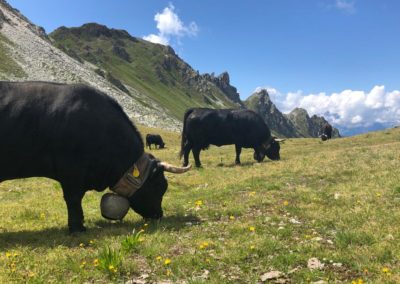 Vaches d'Hérens